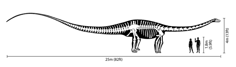 Файл:Diplodocus size comparison.png