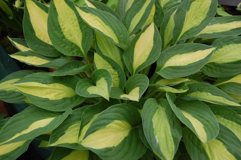 Файл:Hosta 'Gypsy Rose'.JPG