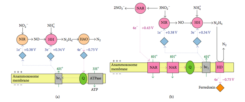 Файл:Metabolic pathways.png