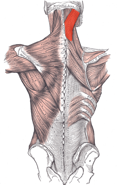 Файл:Musculus splenius capitis marked.png
