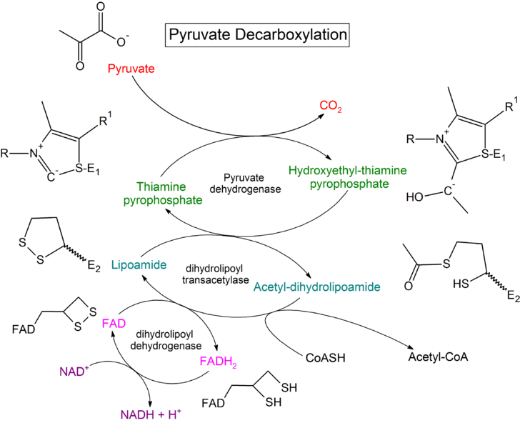 Файл:Pyruvate decarboxylation steps.png