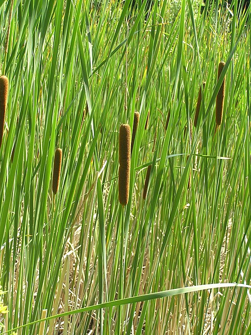 Файл:Typha angustifolia1.JPG
