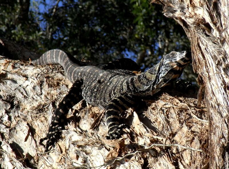 Файл:Lace Monitor Basking.JPG