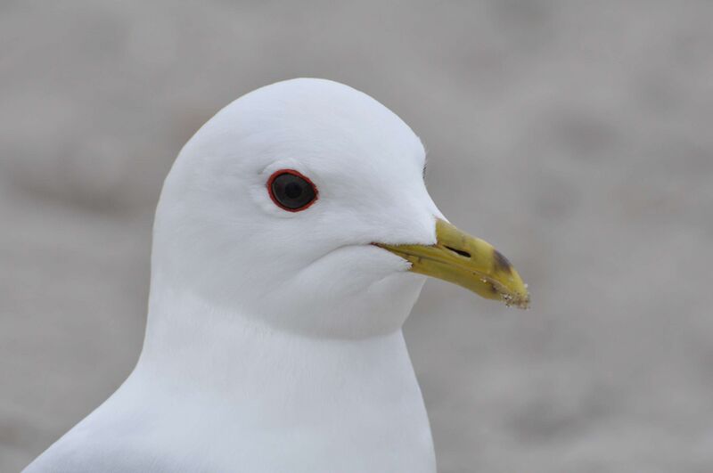 Файл:Larus canus 1.JPG