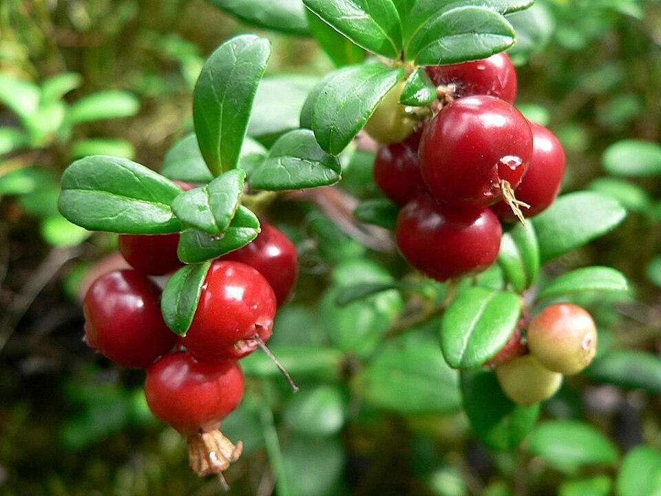 Fail:Lingonberries red.jpg