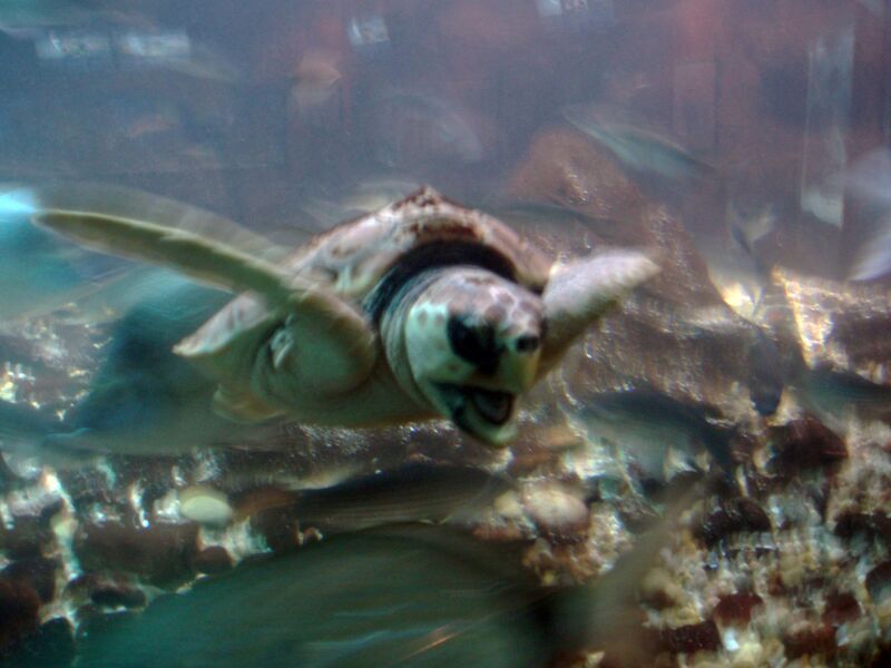 Файл:Turtle.jpg