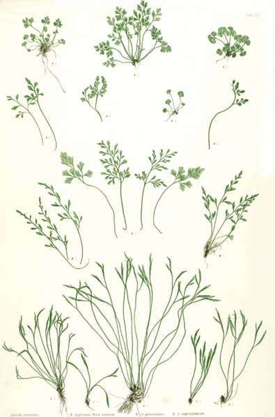 Файл:Asplenium spp Moore41.png