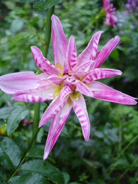 Файл:PinkGiraffe1a.UME.JPG