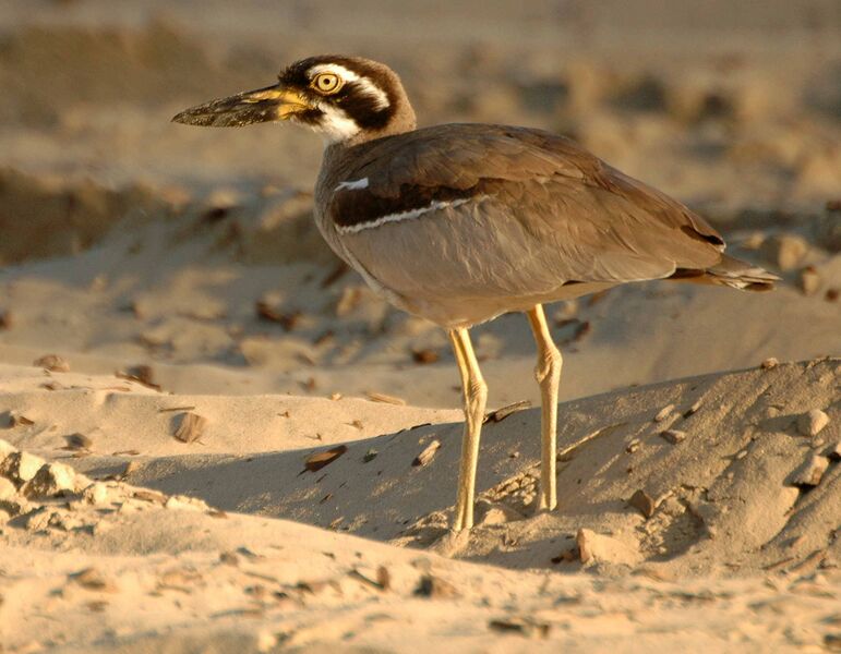 Файл:Beach Thick-knee Inskip Pt2.JPG
