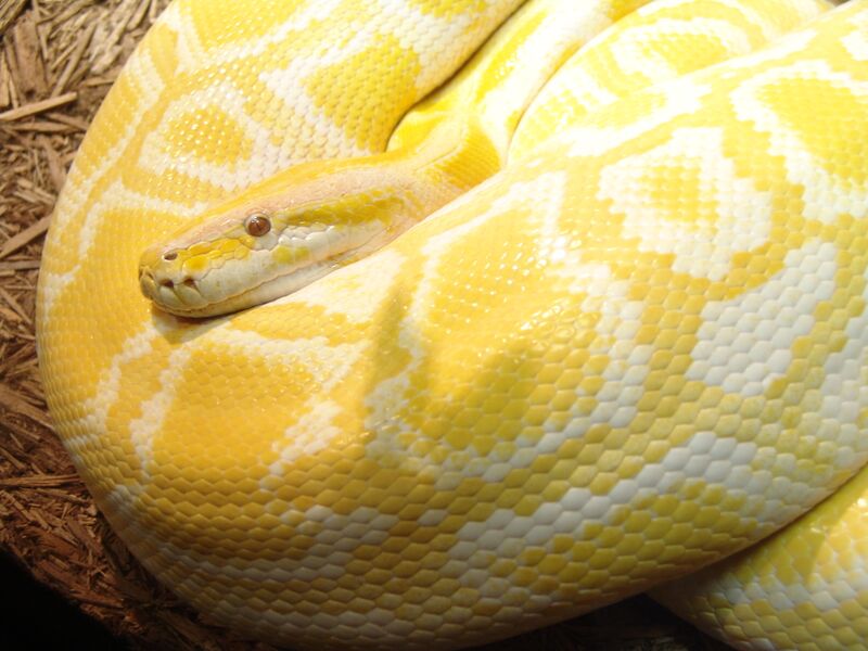 Файл:Burmese Python 02.jpg