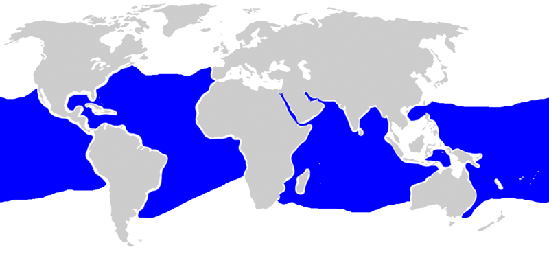 Файл:Carcharhinus longimanus distmap.png