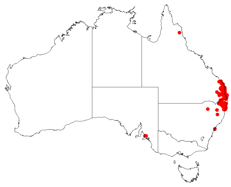 Файл:Hakea florulentaDistMap53.png