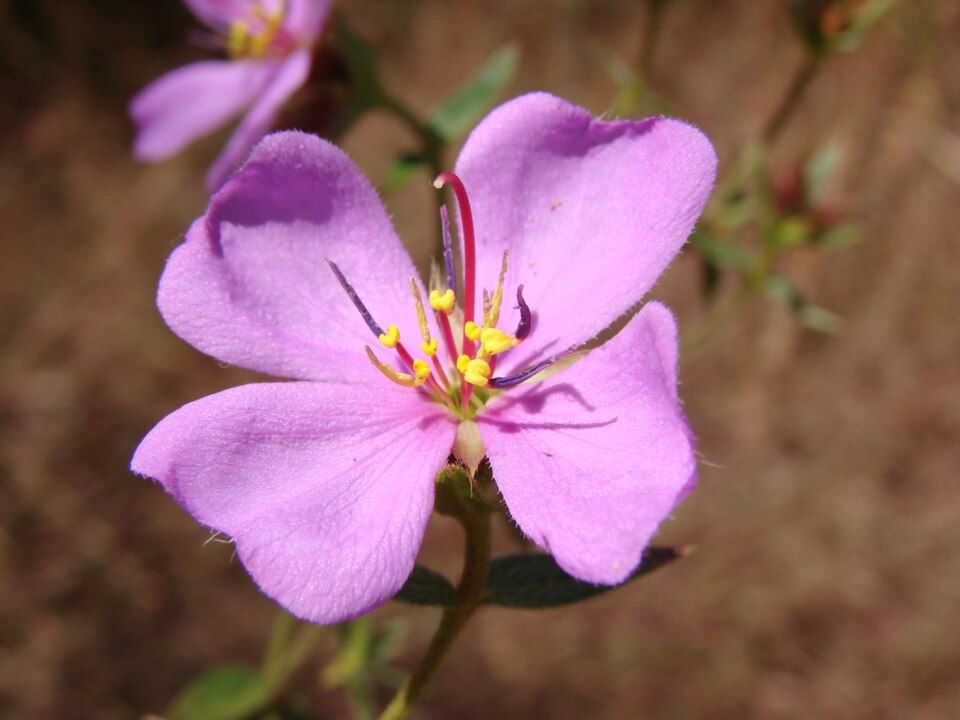 Fail:Pterolepis glomerata 2.jpg