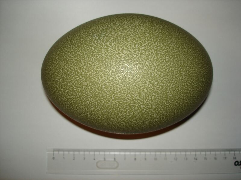 Файл:Casuarius casuarius, egg.JPG