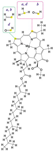 Файл:Chlorophyll structure.png