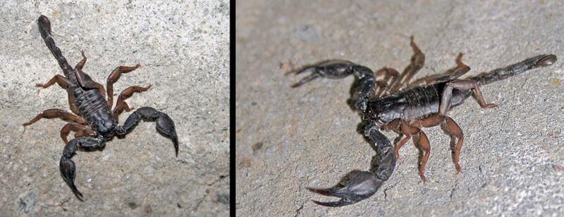 Файл:EuscorpiusAlpha.JPG