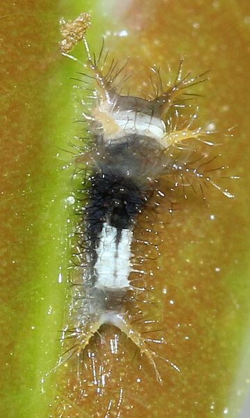 Файл:Graphium agamemnon first instar.JPG