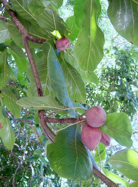 Файл:Terminalia catappa fruits.JPG