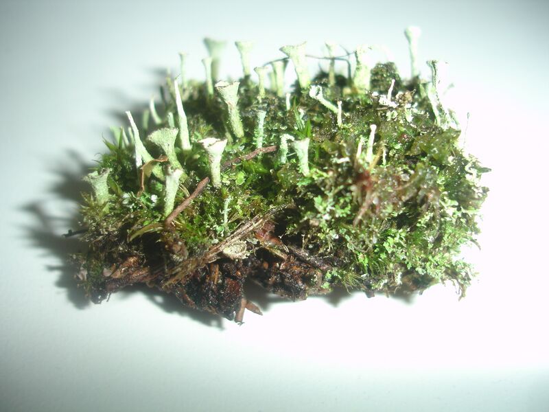 Файл:Cladonia.JPG
