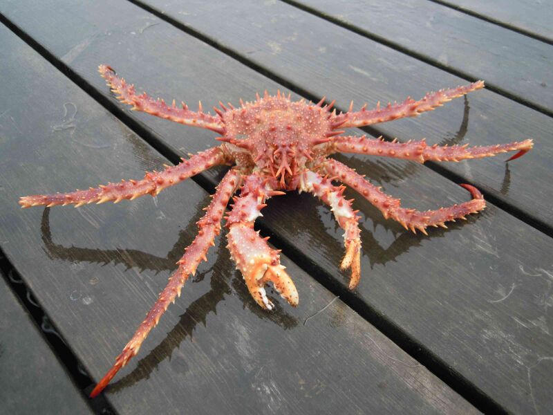 Файл:Lithodes maja - Norway.JPG