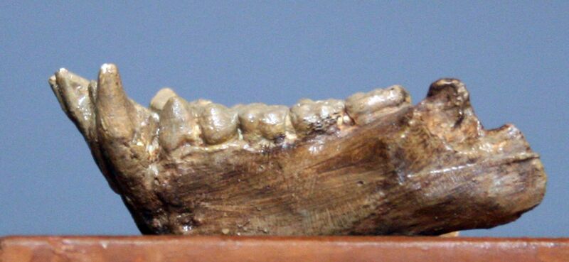 Файл:Pliopithecus antiquus.jpg