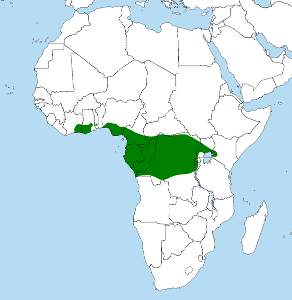 Файл:Psittacus erithacus range.png