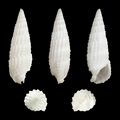 Rhinoclavis aspera