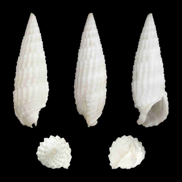 Файл:Rhinoclavis aspera 01.JPG