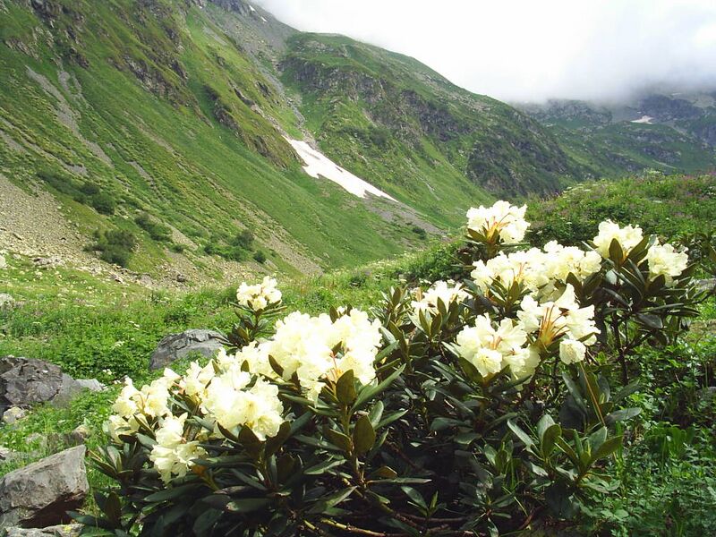 Файл:Rododendron1.jpg
