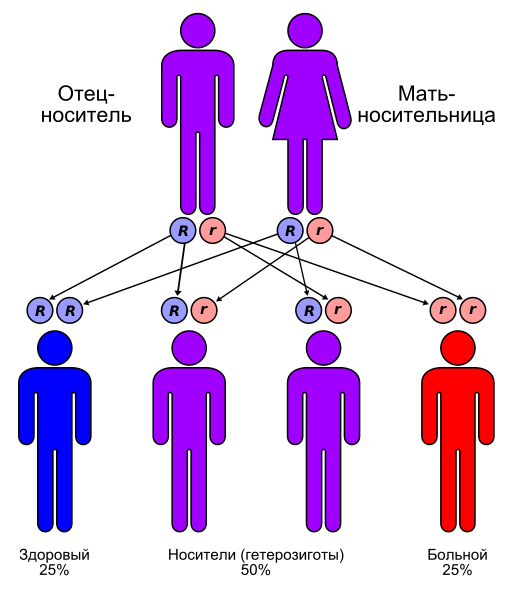 Файл:Autorecessive ru.svg