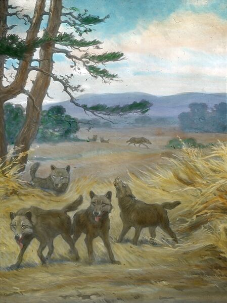 Файл:Canis dirus.jpg