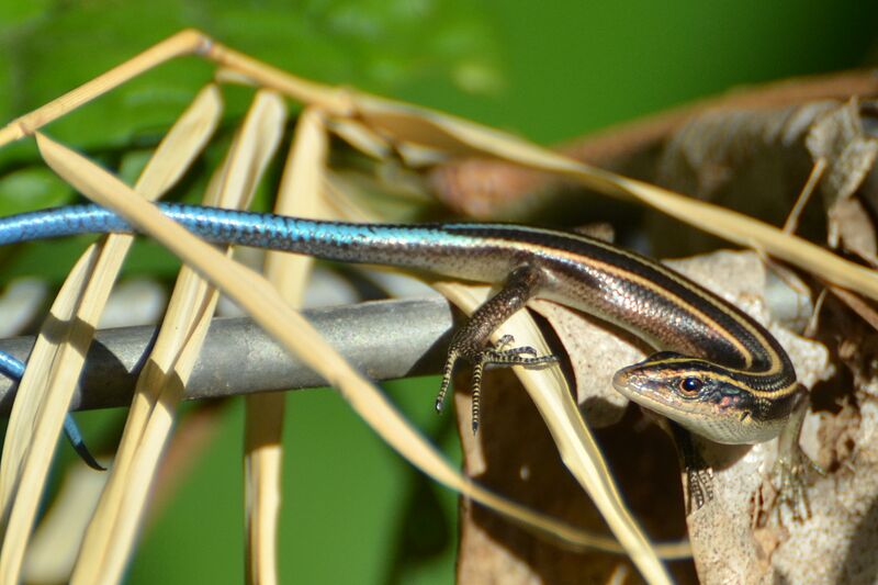 Файл:Emoia caeruleocauda - Manado.JPG