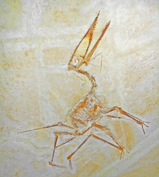 Файл:Germanodactylus spec 01.JPG
