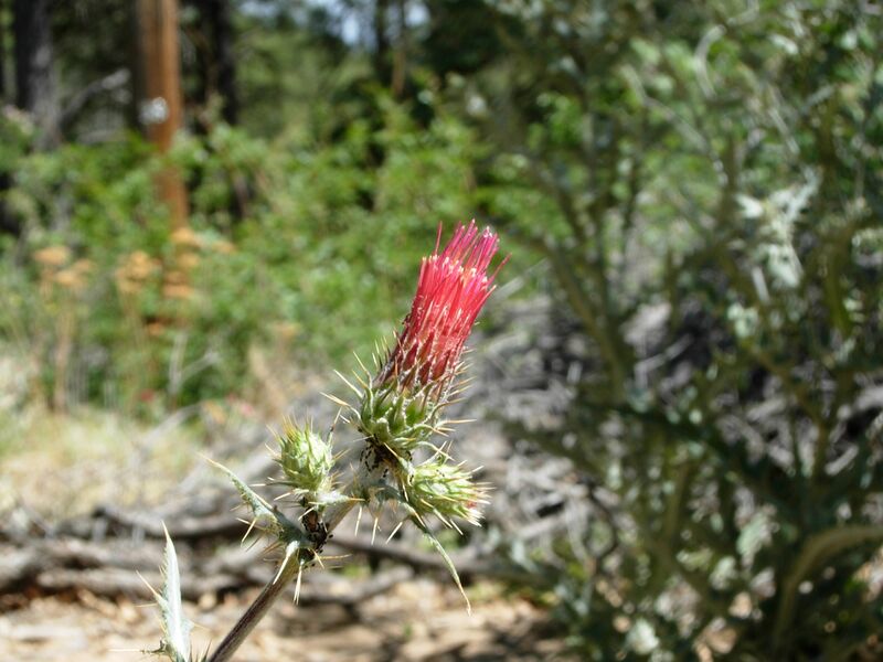 Файл:Red Thistle 1.JPG