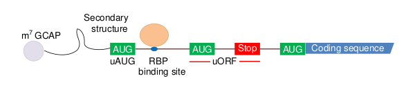Файл:Model of mRNA.svg