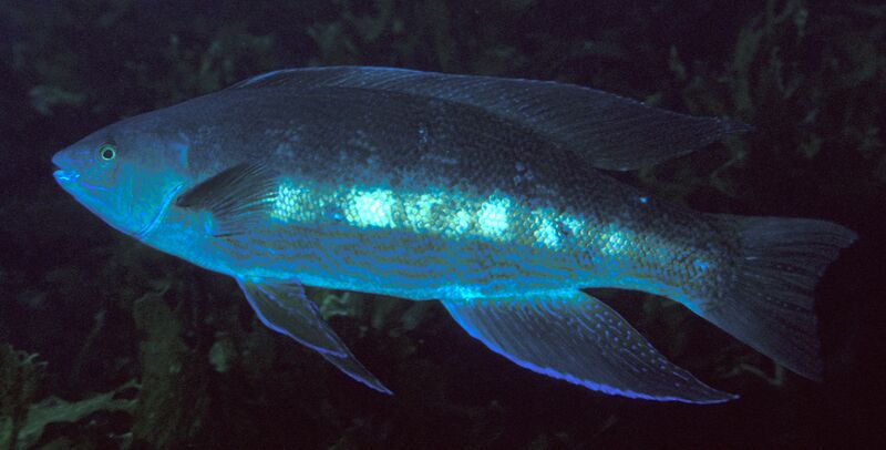 Файл:Odax pullus (Greenbone).jpg
