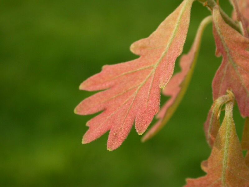 Файл:Quercus alba leaf spring.jpg