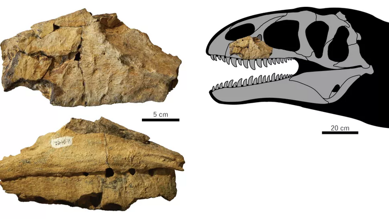 Файл:Ulughbegsaurus.webp