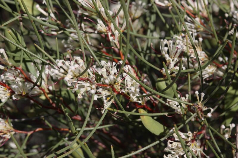 Файл:Hakea trifurcata-Two-leaf Hakea.JPG