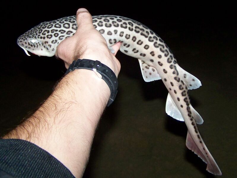 Файл:Poroderma pantherinum mossel.jpg