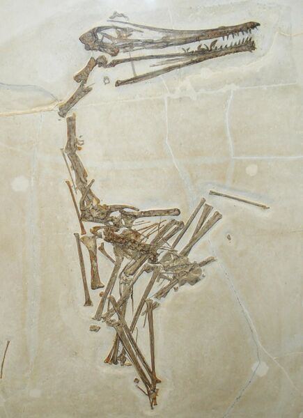 Файл:Pterodactylus longicollum.JPG