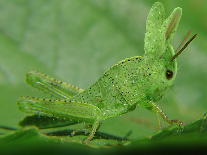 Файл:Rabbit Grasshoper Mutant-01611-nevit.jpg