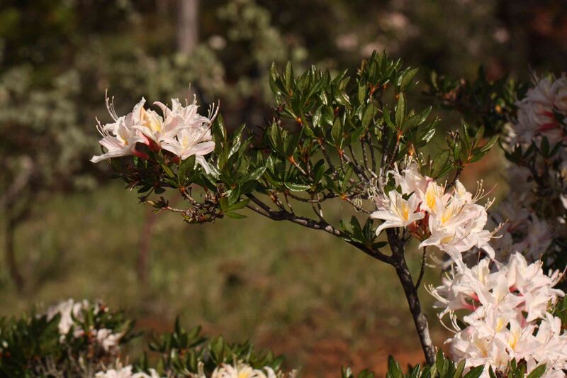 Файл:Rhododendron occidentale 4731.JPG
