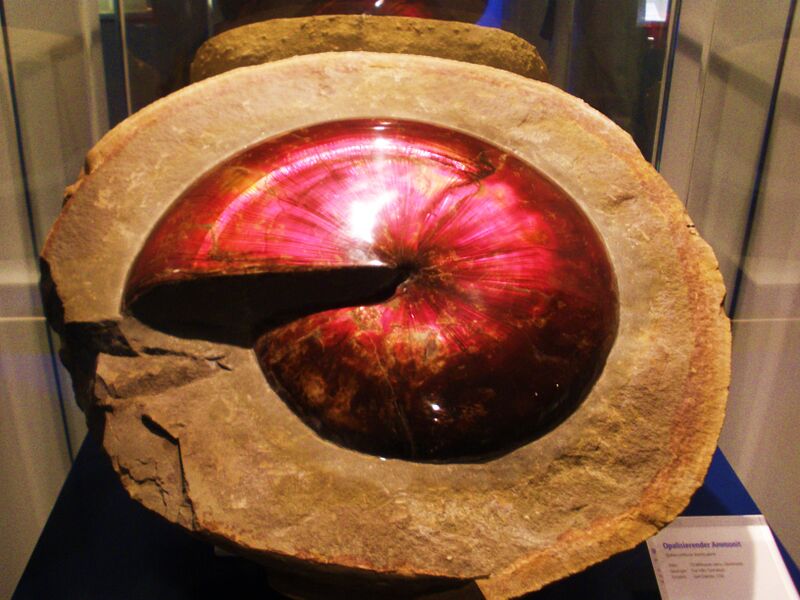 Файл:Sphenodiscus - opalized.jpg