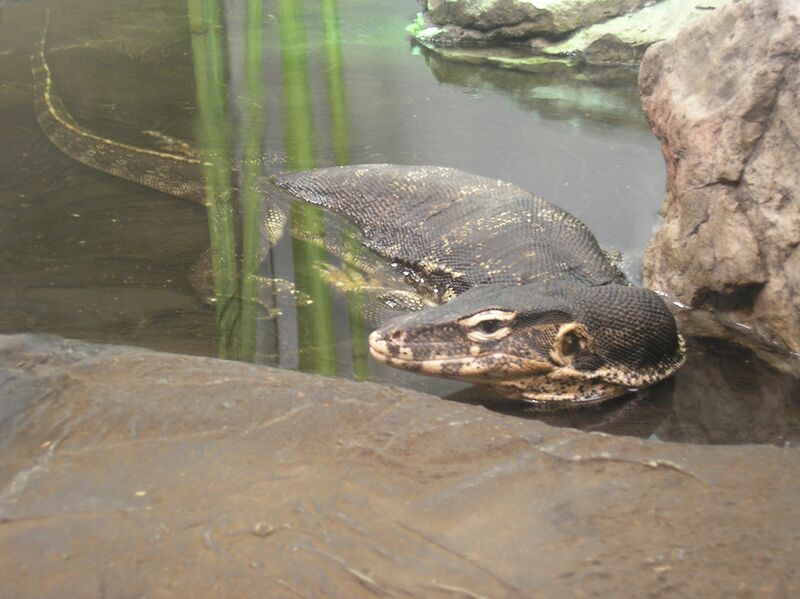 Файл:Water monitor P9240105.JPG