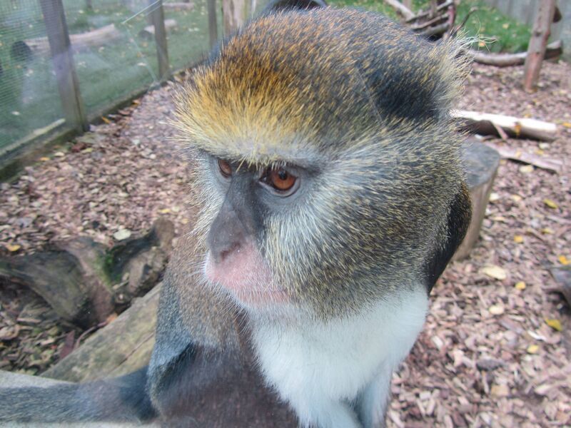 Файл:Cercopithecus campbelli lowei.JPG