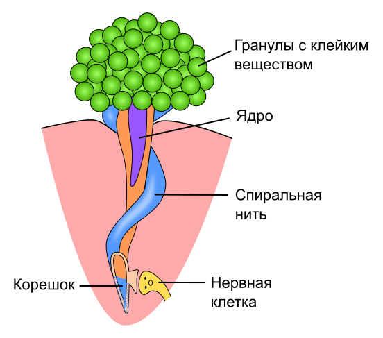 Файл:Collocyte - ru.svg
