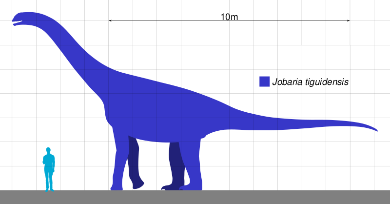 Файл:Jobaria Scale.svg