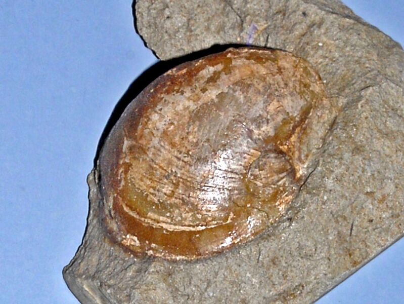 Файл:Mytilidae - Modiolus species.JPG