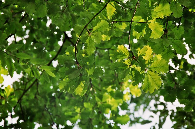 Файл:Quercus macranthera Leafs.jpg